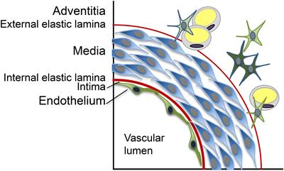 Contributions of the Endothelium to Vascular Calcification